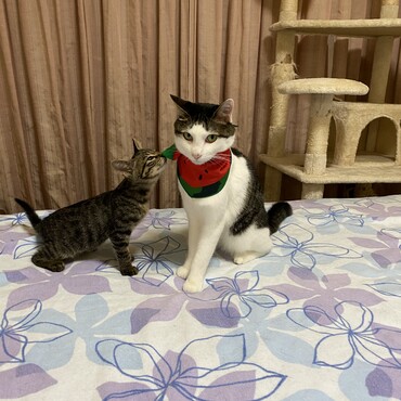 日向多の写真