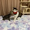 の写真