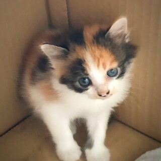ミケの子猫☆人懐っこい女の子