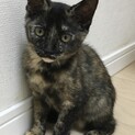 募集停止中⭐️甘えるのが大好きなサビ猫3兄妹の長女