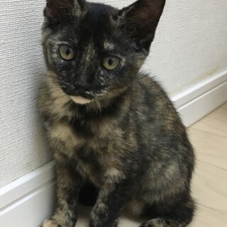 募集停止中⭐️甘えるのが大好きなサビ猫3兄妹の長女