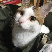 ハチ