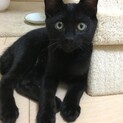 募集停止中⭐️好奇心旺盛な黒猫男の子3兄妹の長男