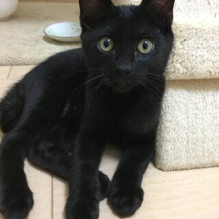 募集停止中⭐️好奇心旺盛な黒猫男の子3兄妹の長男