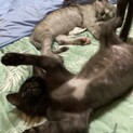 クロとシロ猫2匹