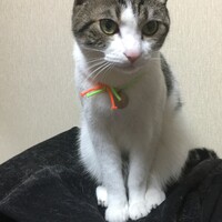 虎