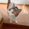 三毛猫5歳