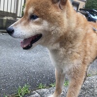春山小鉄