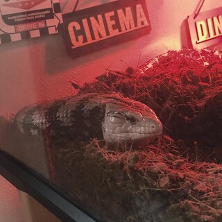 オオアオジタトカゲ