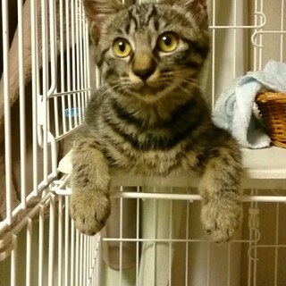 ボク、おちょぼ口♪キジトラ男子。