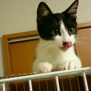 スーパーロングしっぽ、さんちゃん♪