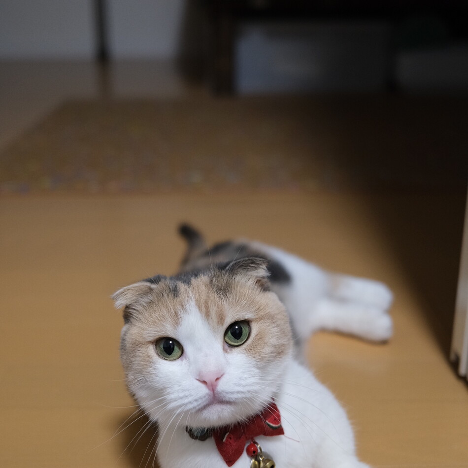 まめのカバー写真