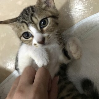 里親決定しました