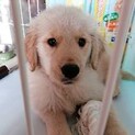 ゴールデンレトリバー　メス　8カ月