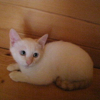 ブルーアイの可愛い男の子♪