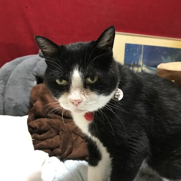 慢性腎不全末期、一時は危ない状態でした。免疫力が落ちて感染症となり、回復途中です。