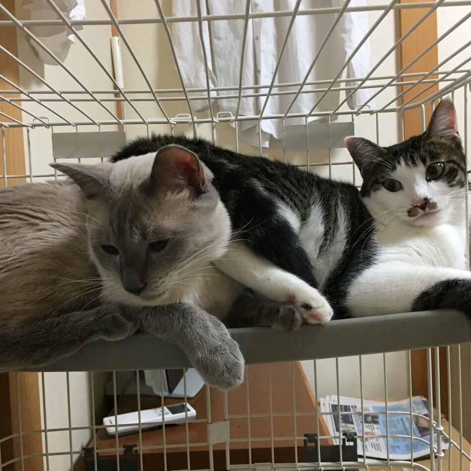 ミーちゃんのカバー写真