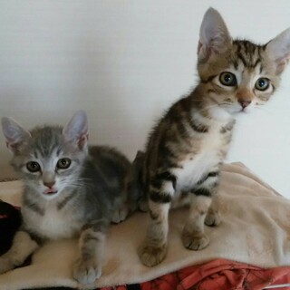 【8/9譲渡会】アメショ柄の兄妹です！