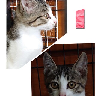 4兄弟の①キジ白ちゃん