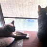 こちらで里親になった左の子、たぶん１歳になりました。　元気に大きく育ってます。