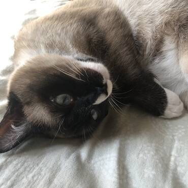 おおまかですが、１歳になりました。　とても筋肉質で立派なコに育ってます♡    