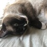 おおまかですが、１歳になりました。　とても筋肉質で立派なコに育ってます♡    