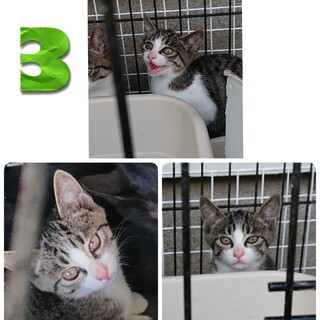 4兄弟の③キジ白ちゃん