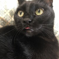じんぱち