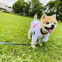 ポメラニアンMIX 老犬♂