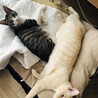 の写真