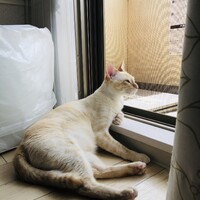 ハク
