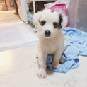 たくさんの応募につき募集を一時停止致します。