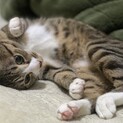 手足が白い甘えん坊なキジトラ猫。