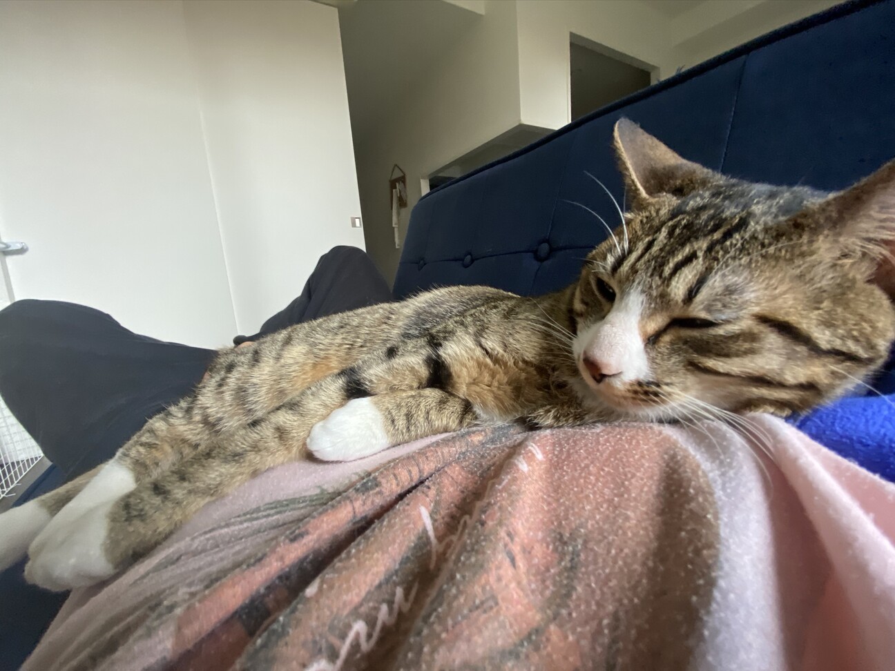 手足が白い甘えん坊なキジ 東京都 猫の里親募集 3259 ペットのおうち 月間利用者150万人