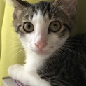 【レモンパイ】おかげ様で里親様が決まりました！