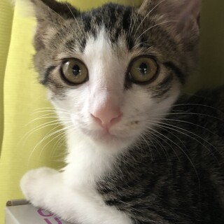 【レモンパイ】おかげ様で里親様が決まりました！
