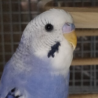 セキセイインコ オス