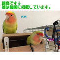 コザクラインコ雛の里親様募集