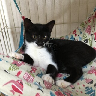 元気なくまちゃん