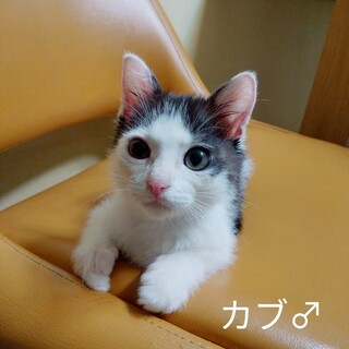 ヒト、猫オッケー。ふわふわ子猫