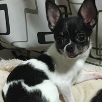 璃央