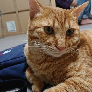 大人ねこの魅力。人が好き、甘えん坊。