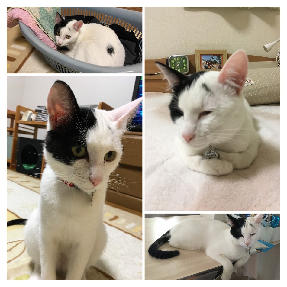 ほーのカバー写真