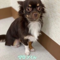 マロン