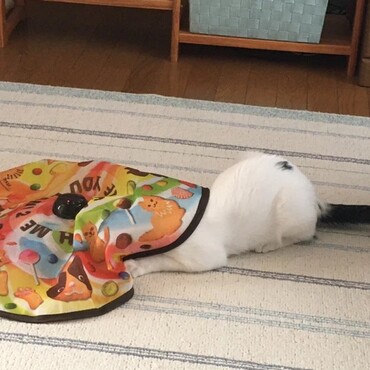 の写真