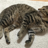 西條のに