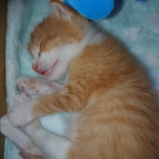 甘えん坊な茶トラ☆