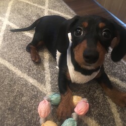 お気に入りのおもちゃ