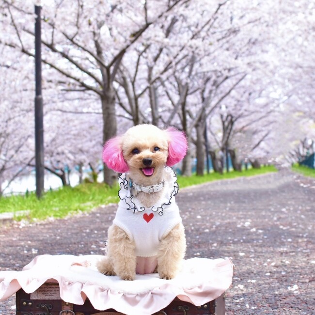 aketan113のカバー写真