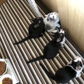 生後5ヶ月程の子猫たちです！